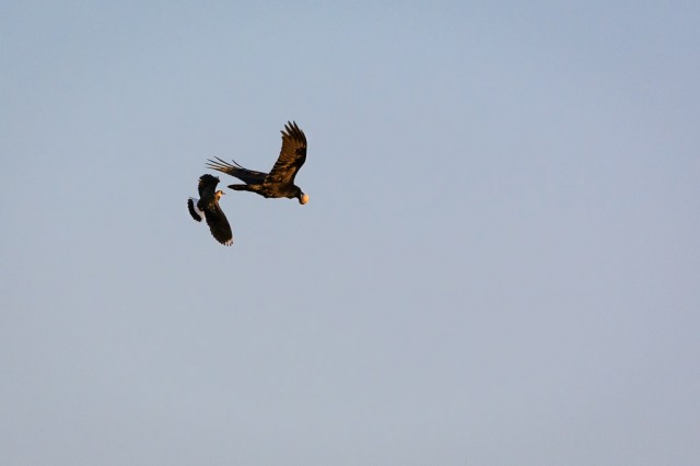 Northern Lapwing (Vanellus vanellus) chasing a Northern Raven (Corvus corax) with stolen egg