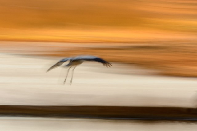 Golden Crane (Grus grus)