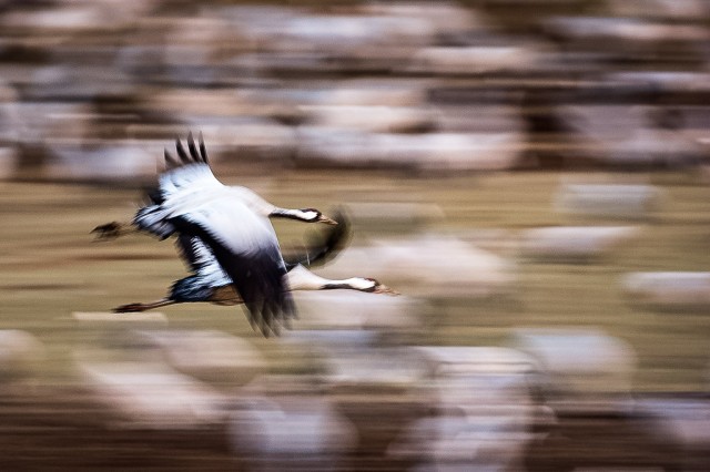 Overflight - Cranes (Grus grus)