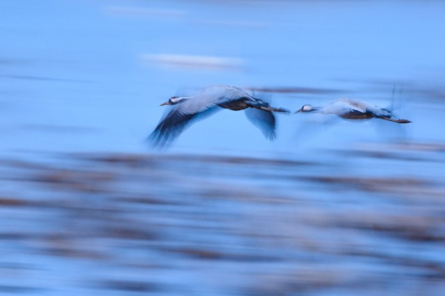 Eurasian Cranes (Grus grus) in the blue hour