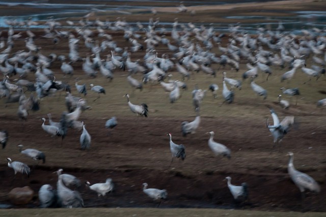 Sea of Cranes (Grus grus)