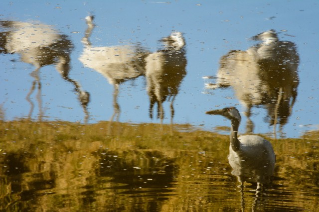 Reflecting Cranes (Grus grus)