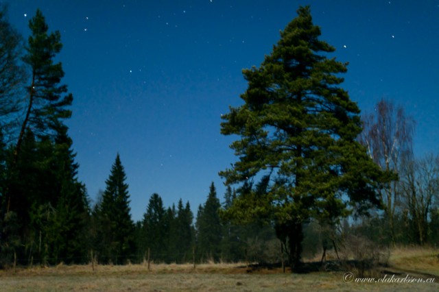 Bright stars over old meadows