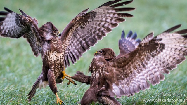 Common Buzzards - attack