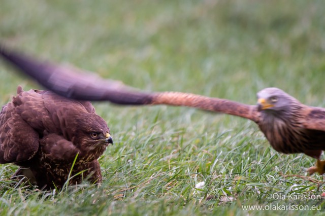 Common Buzzard & Red Kite - fighting Nikon D4s 500mm/f4+TC1.7II 1/250s f6.7 ISO 1600