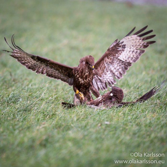 Common Buzzards - fighting