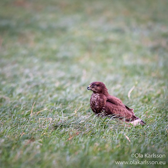 Common Buzzard - grounded