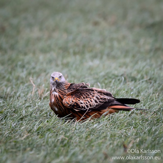 Red Kite