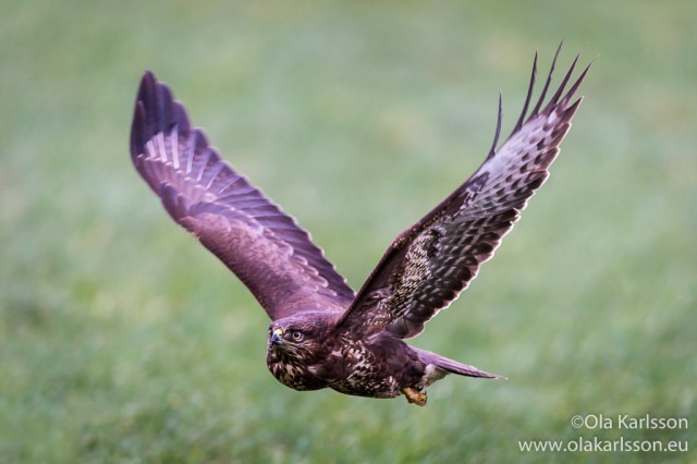 Common Buzzard flying by