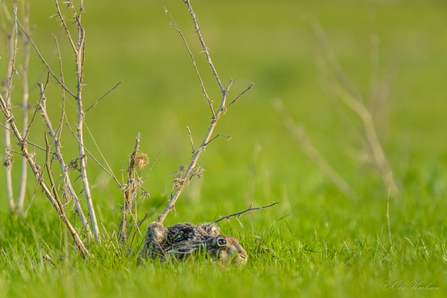 European hare, falthare, Lepus europaeus ©Ola Karlsson