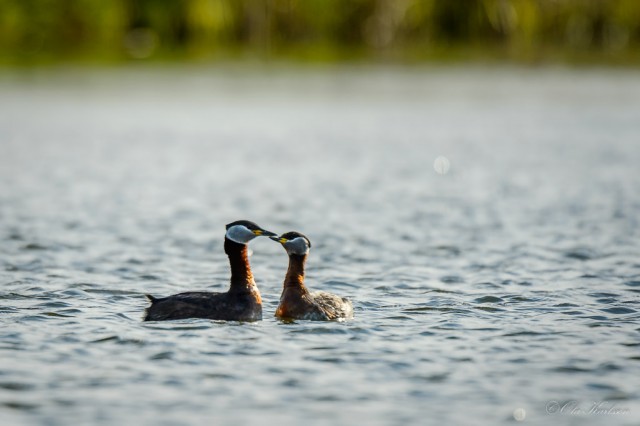 Red-necked grebe, grahakedopping, Podiceps grisegena ©Ola Karlsson