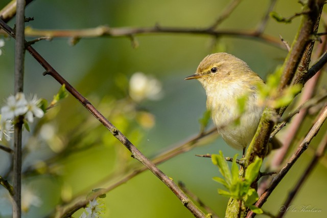 Common chiffchaff, gransångare, Phylloscopus collybita ©Ola Karlsson