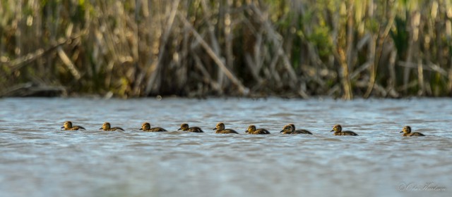 Mallard, grasand, Anas platyrhynchos ©Ola Karlsson