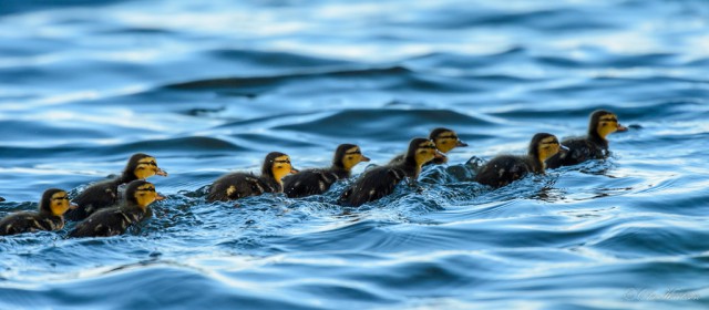 Mallard, grasand, Anas platyrhynchos ©Ola Karlsson