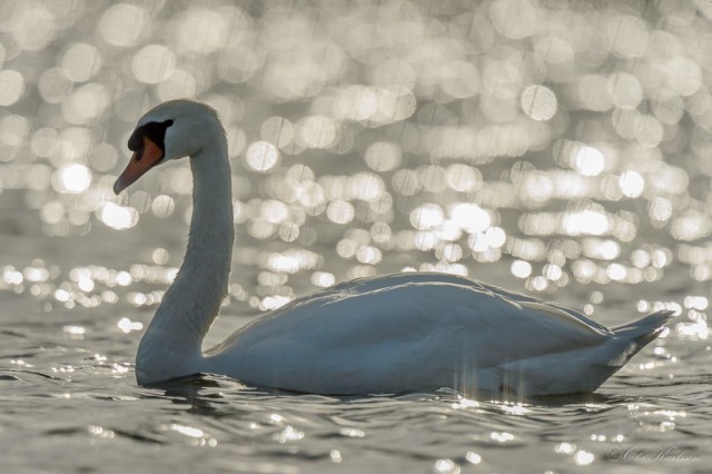 Mute swan,  knolsvan, Cygnus olor ©Ola Karlsson