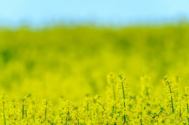 Rapeseed, raps ©Ola Karlsson