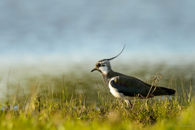 Northern lapwing, tofsvipa, Vanellus vanellus ©Ola Karlsson