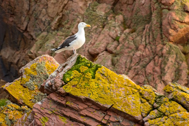 Overseeing Kullamannens door - European herring gull (gråtrut, Larus argentatus). ©Ola Karlsson