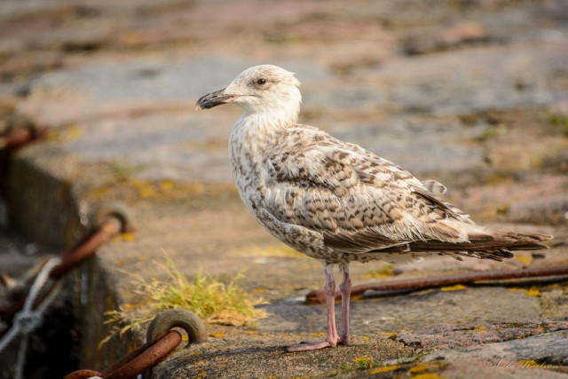 Harbor supervisor trainee - European herring gull (gråtrut, Larus argentatus). ©Ola Karlsson