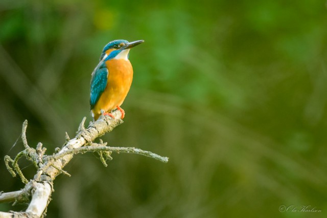 The King in solitude - Common kingfisher (kungsfiskare, Alcedo atthis).