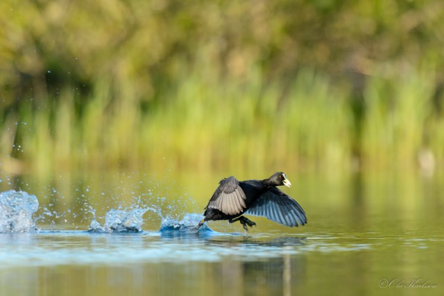 Jogging on water - Eurasian coot (sothöna, Fulica atra).