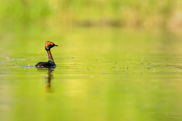 Green velvet - Horned grebe (Svarthakedopping, Podiceps auritus).