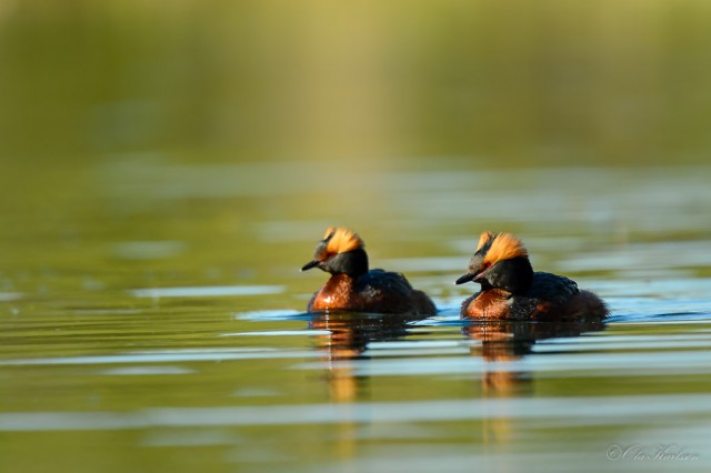 The couple - Horned grebe (Svarthakedopping, Podiceps auritus).