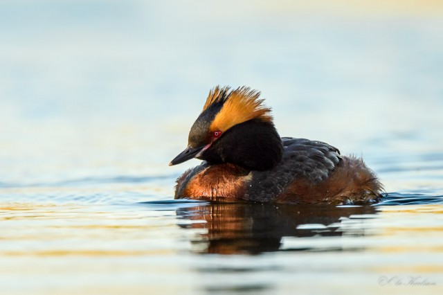 At close range - Horned grebe (Svarthakedopping, Podiceps auritus).