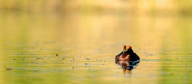 Floating quietly - Panorama - Horned grebe (Svarthakedopping, Podiceps auritus).