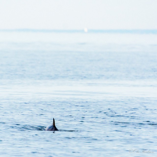 Porpoises – looking at our boat – Porpoises (mereswine, tumlare, Phocoenidae). ©Ola Karlsson