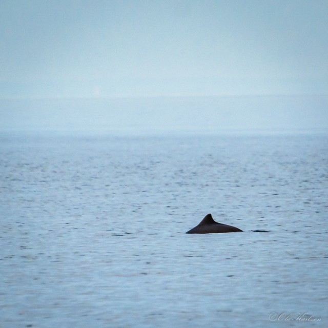 Porpoises – taking a breath – Porpoises (mereswine, tumlare, Phocoenidae). ©Ola Karlsson