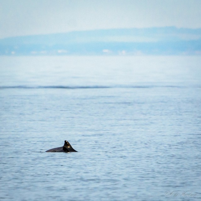 Porpoises family - mother with calf – Porpoises (mereswine, tumlare, Phocoenidae). ©Ola Karlsson